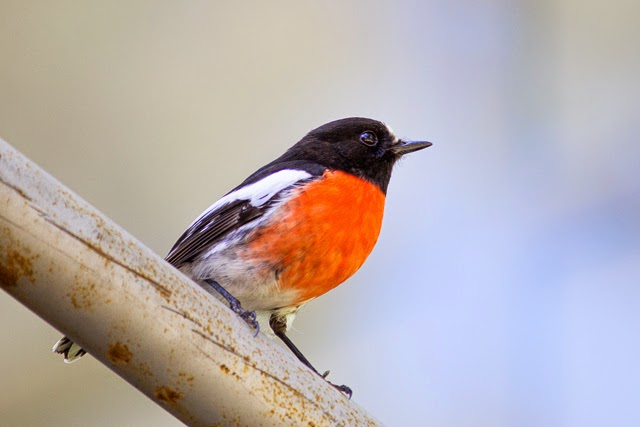 Red-capped Robin and Scarlet Robin - Sarah Matheson Photography