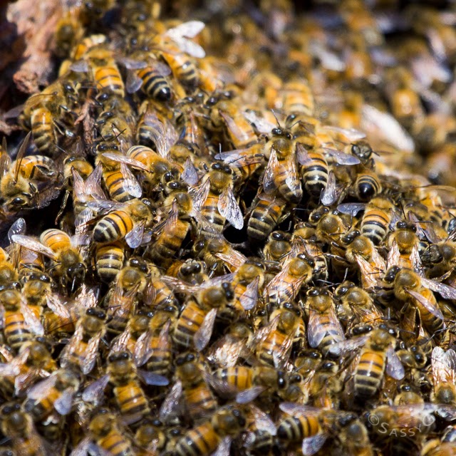 Feral bees taking over valuable tree hollow