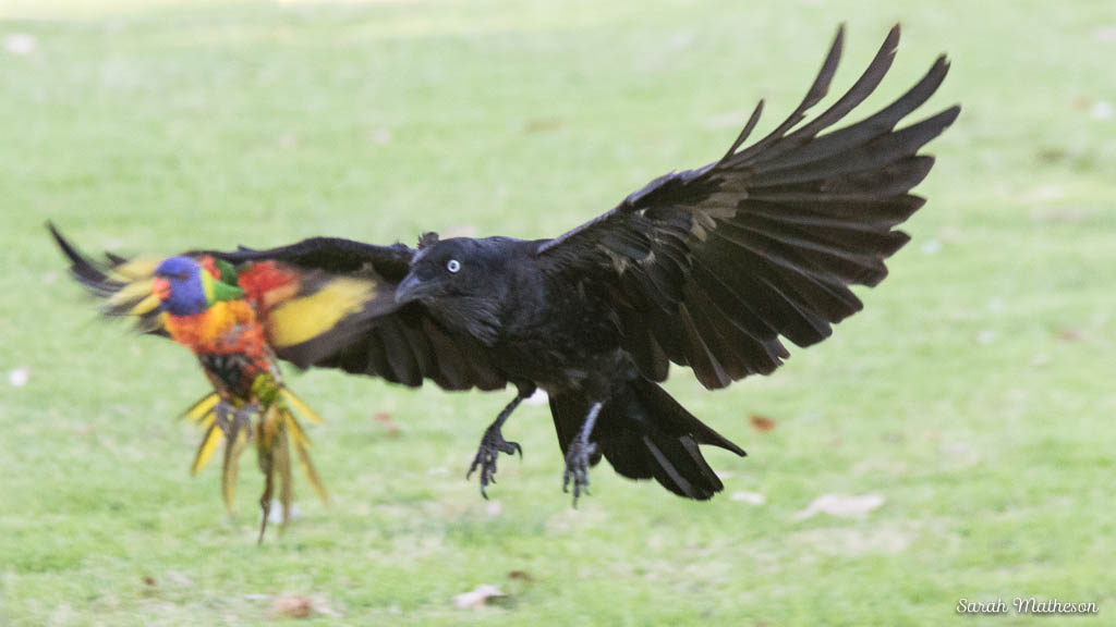 Raven vs lorikeet