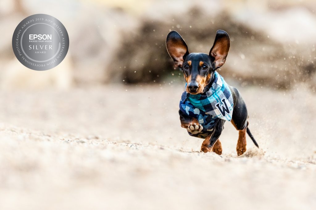 Running dachshund on beach