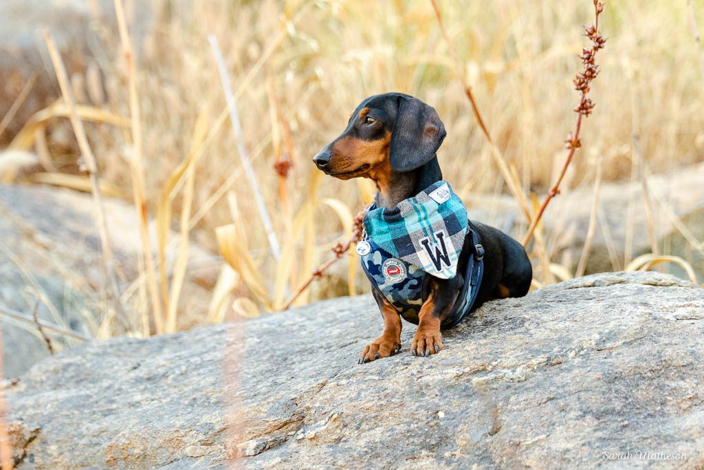 dachshund on rock