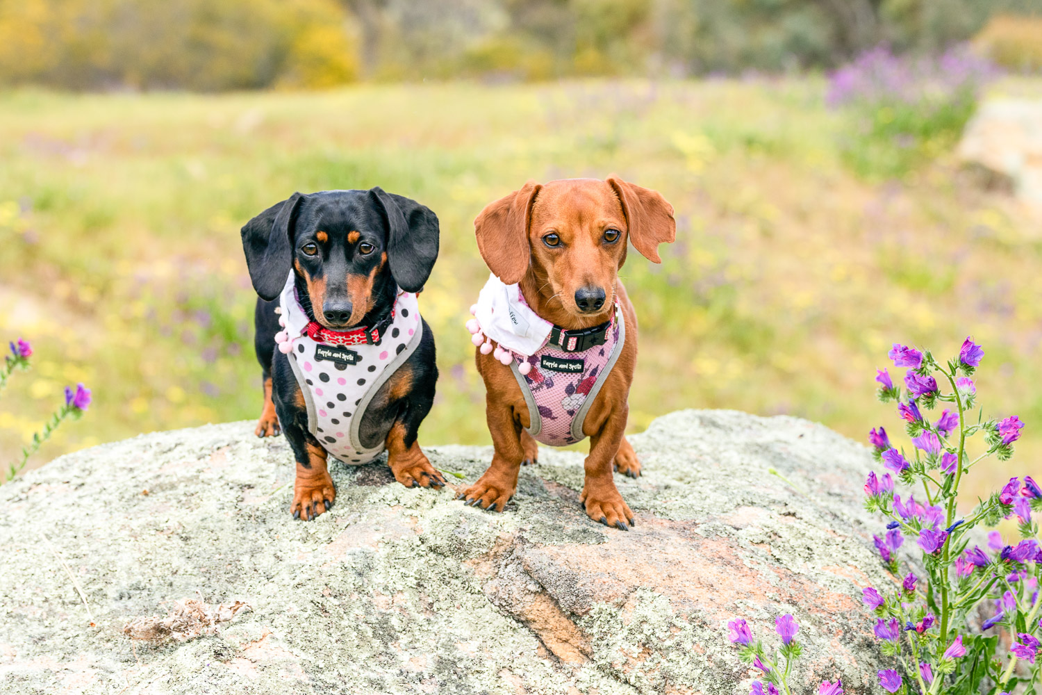Two dachshunds on a rock